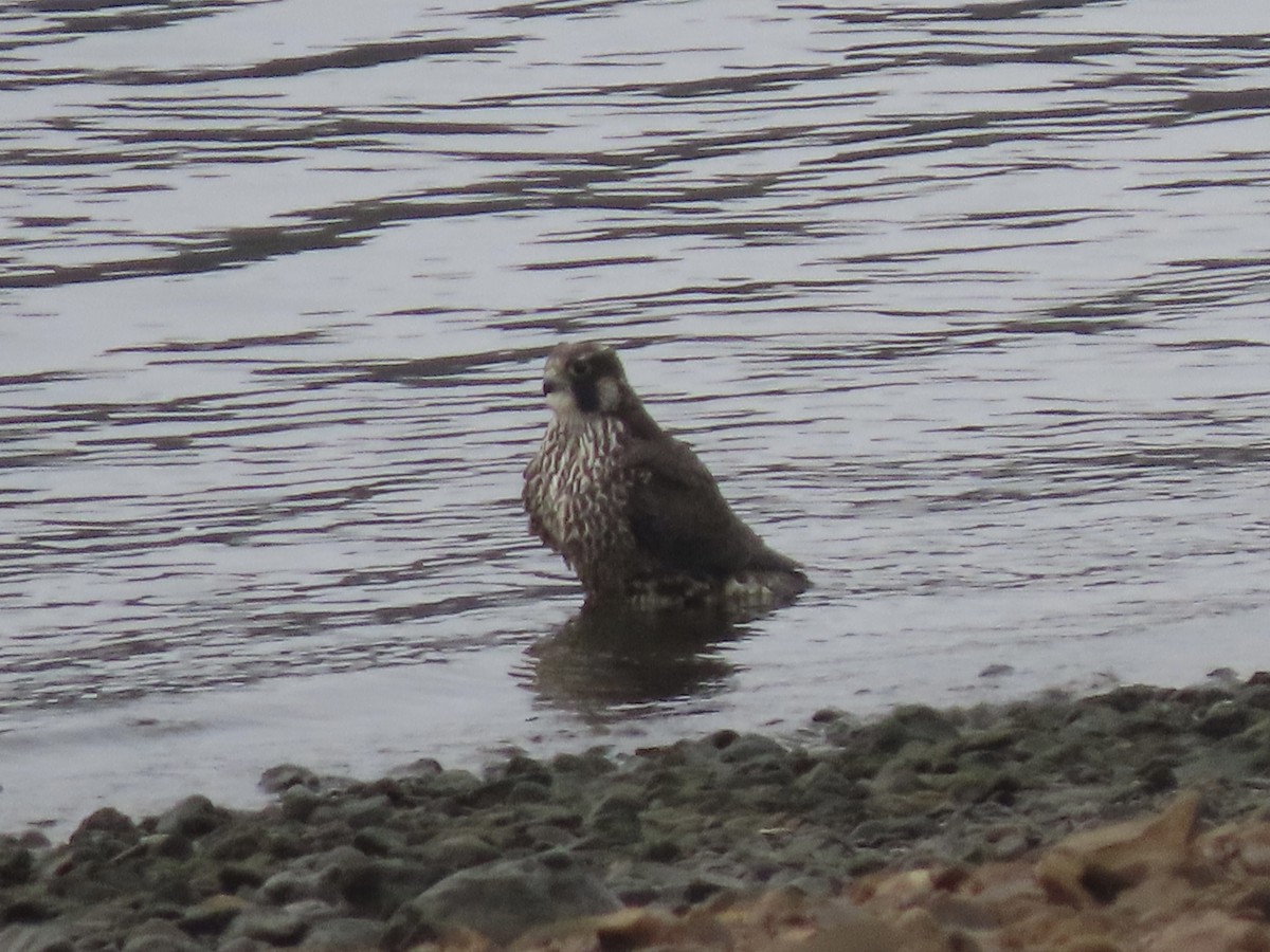 Peregrine Falcon - ML502214081