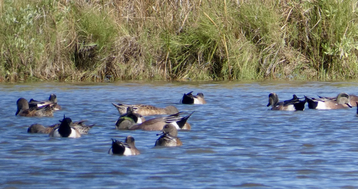 American Wigeon - ML502214091