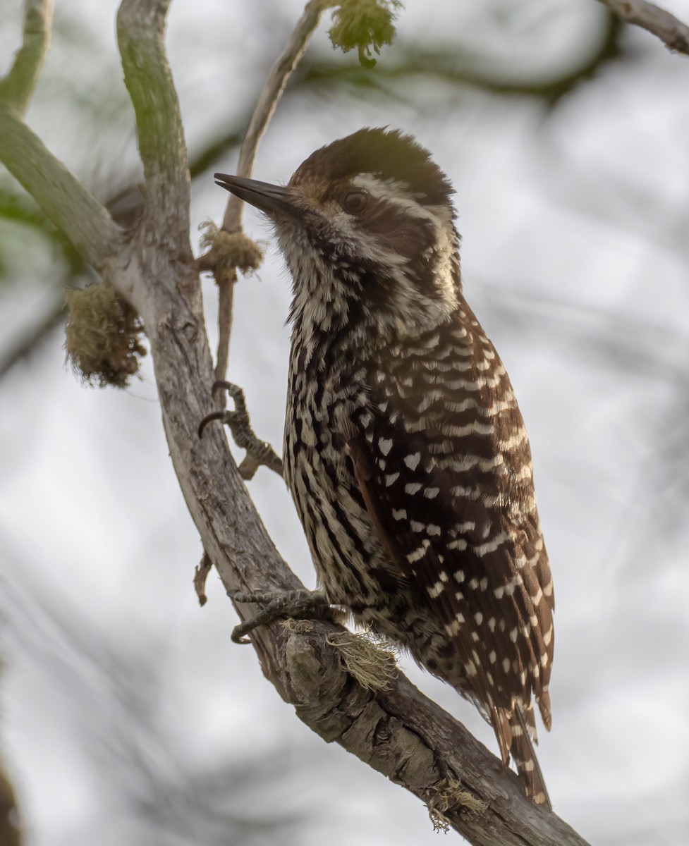 Striped Woodpecker - Debra Craig