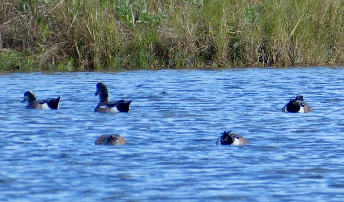 American Wigeon - ML502214201