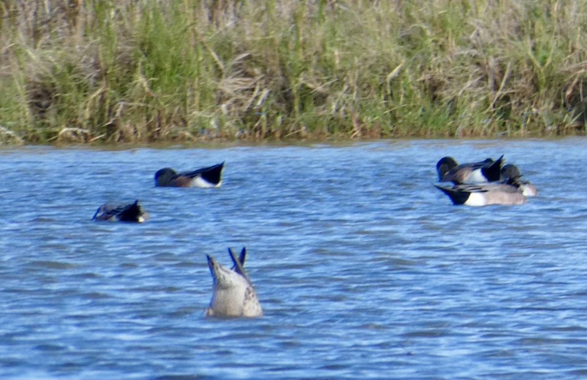 American Wigeon - ML502214221