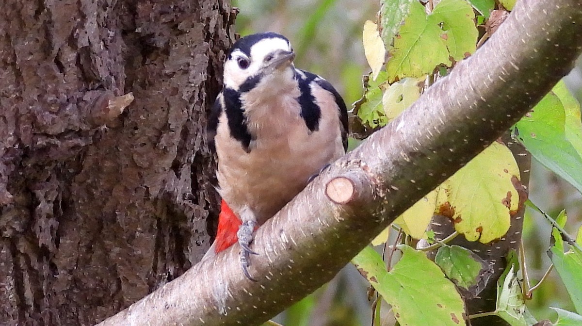 Great Spotted Woodpecker - ML502214661