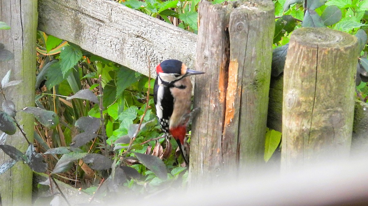 Great Spotted Woodpecker - ML502214671