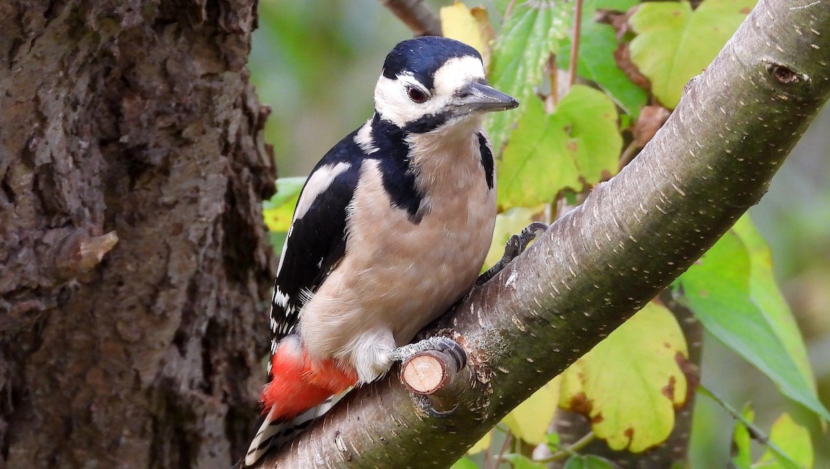 Great Spotted Woodpecker - ML502214691