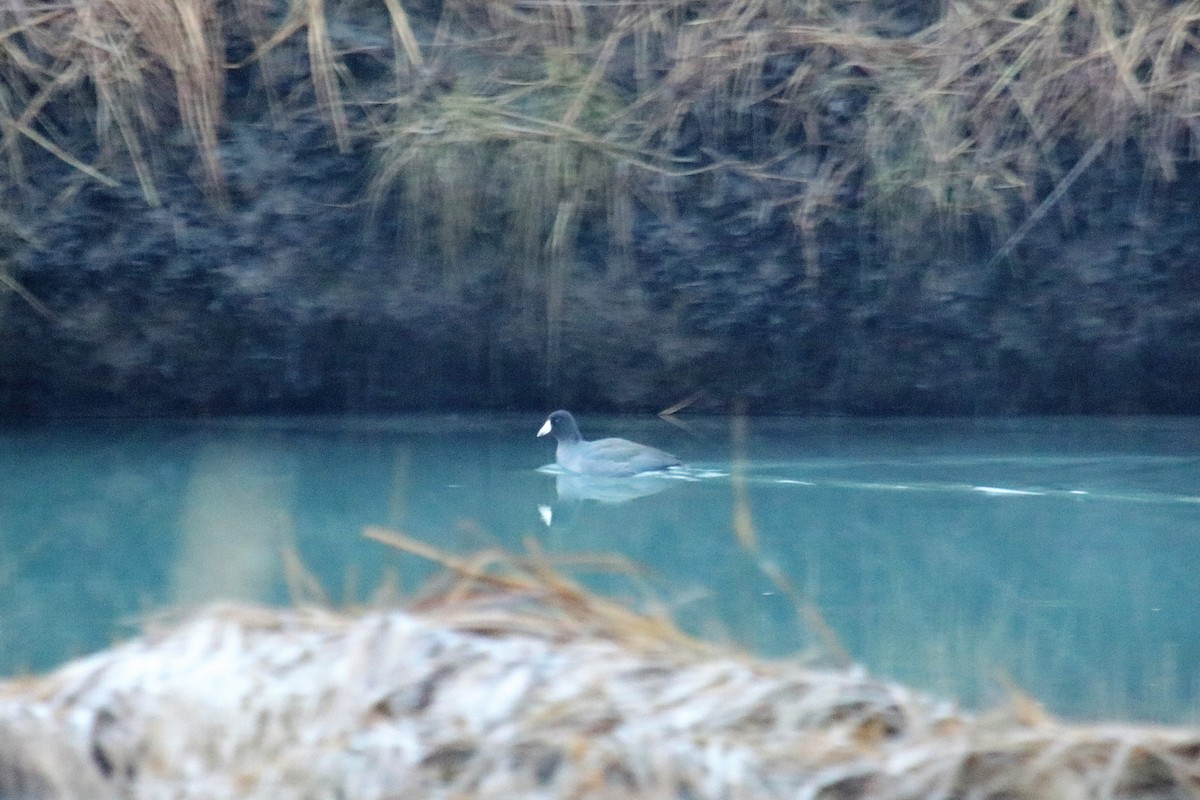 American Coot - ML502215171