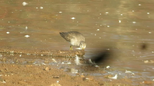 Long-billed Dowitcher - ML502215311