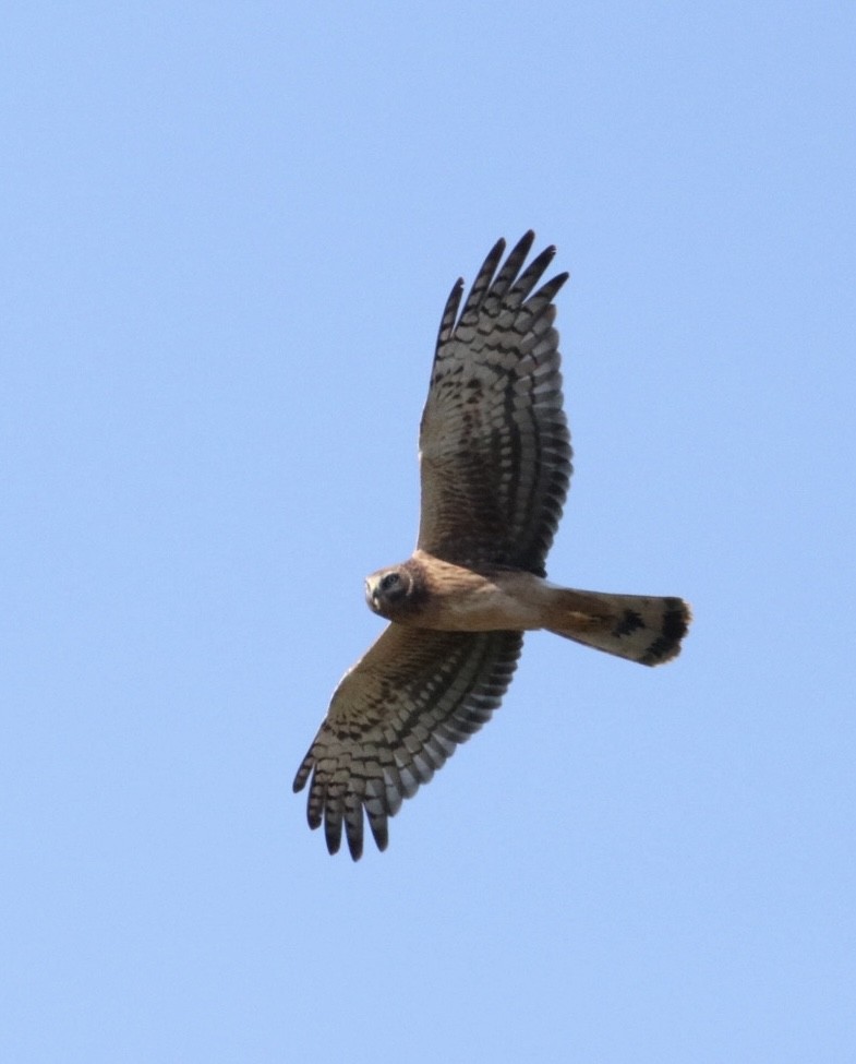 Northern Harrier - ML502217641