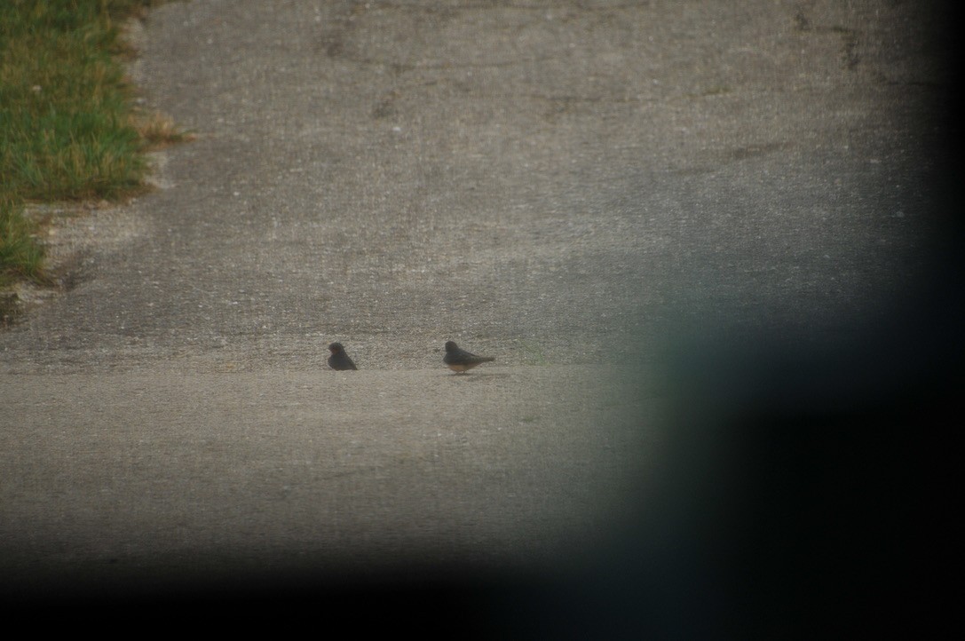 Barn Swallow - Jay Bishop