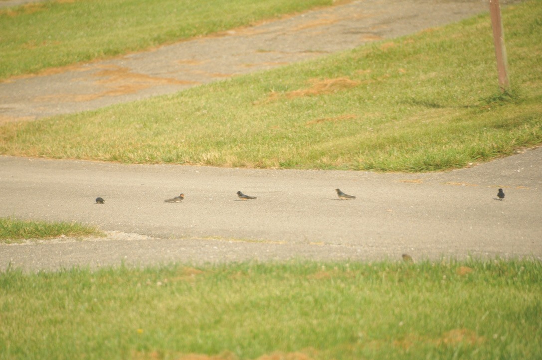 Barn Swallow - ML502220611