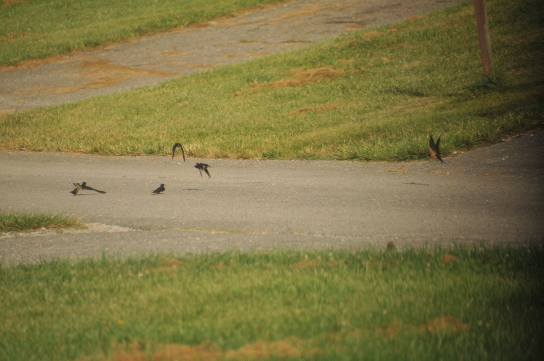 Barn Swallow - ML502220631