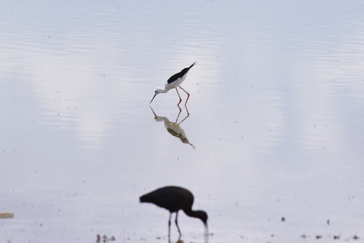 Black-winged Stilt - ML502222881