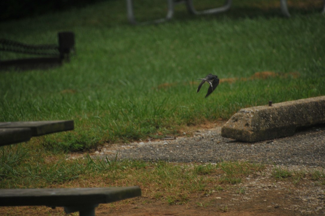 Barn Swallow - ML502223261