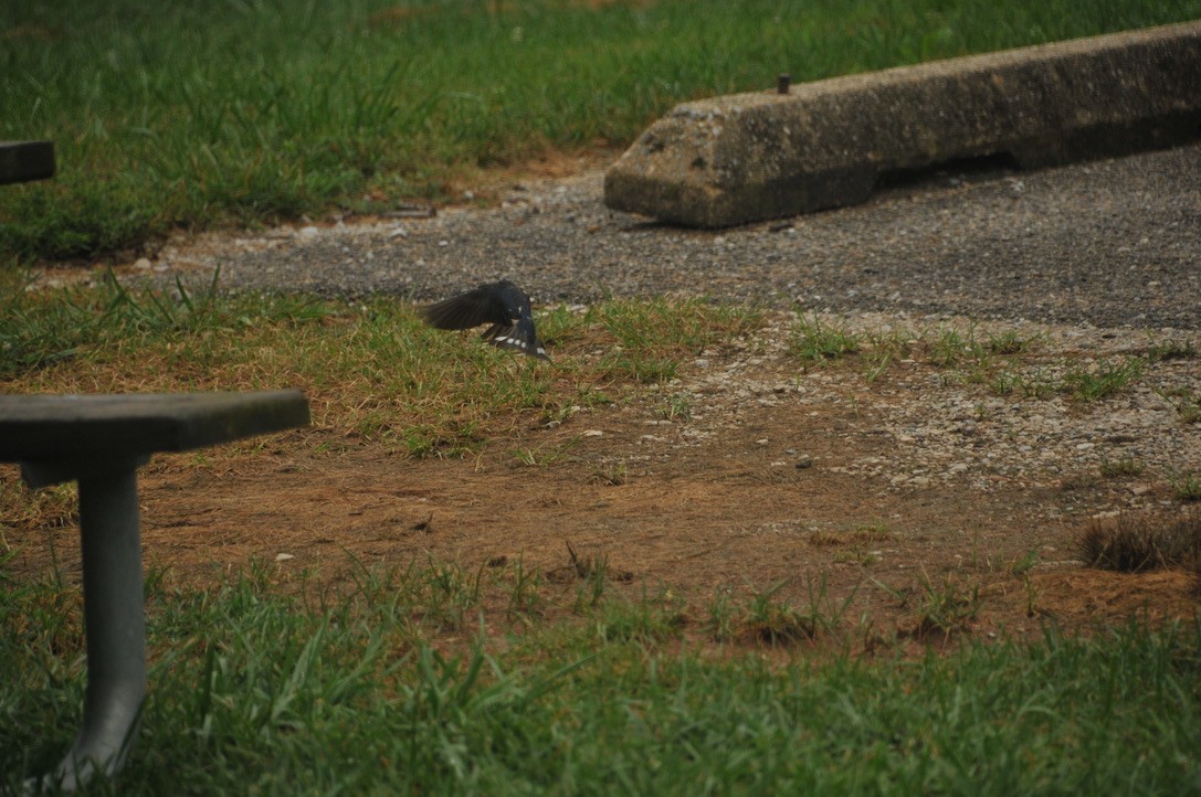 Barn Swallow - ML502223271