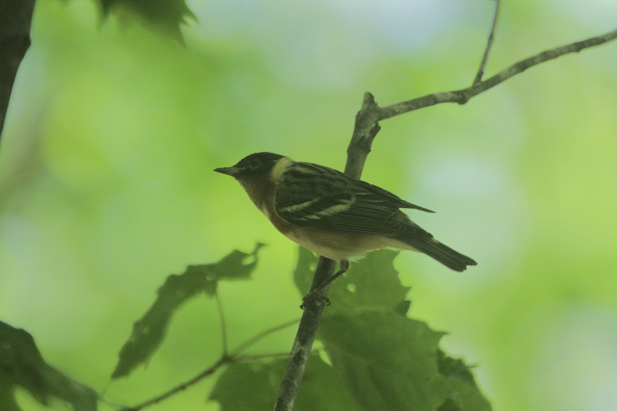 Bay-breasted Warbler - ML502224011