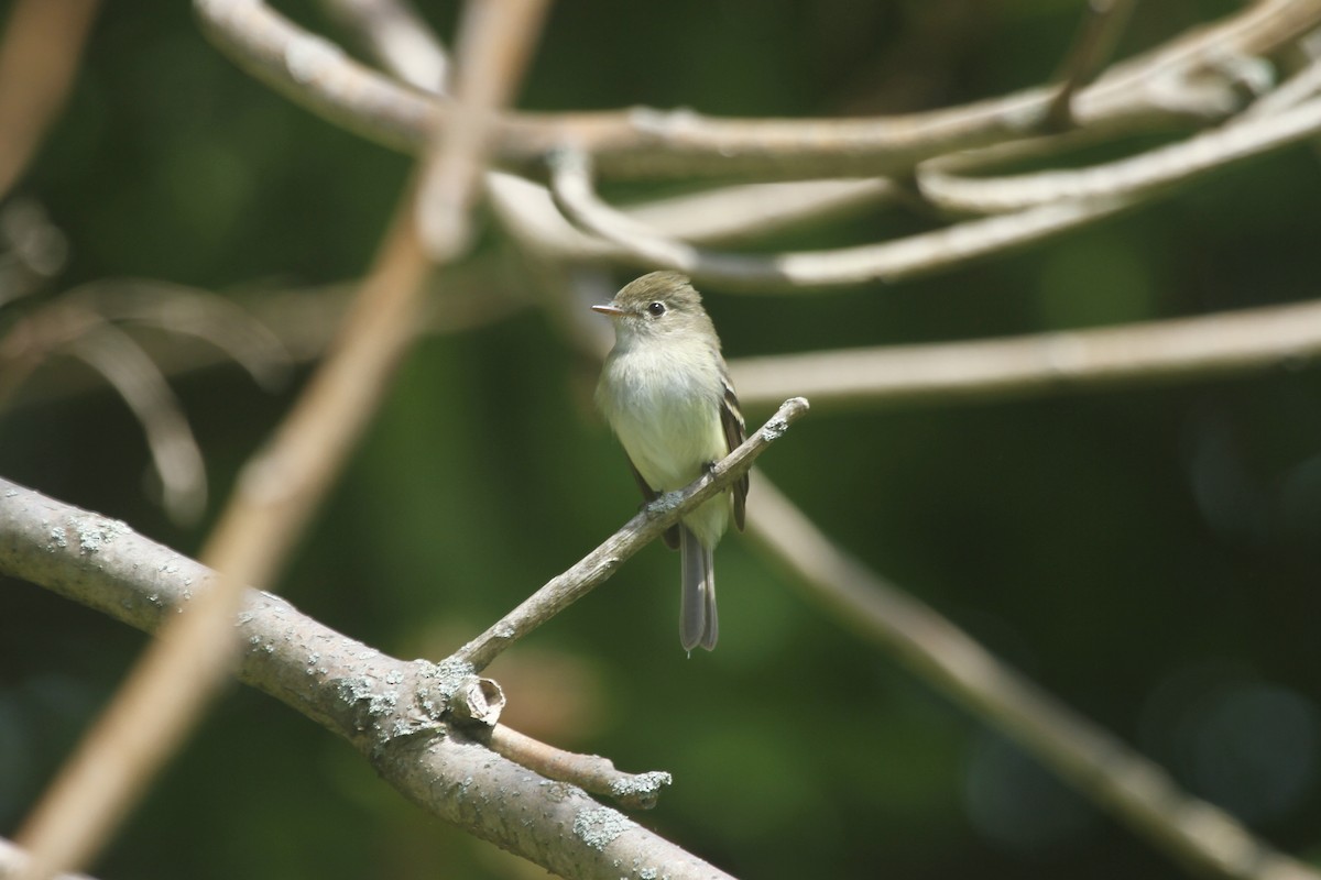 Least Flycatcher - ML502224051