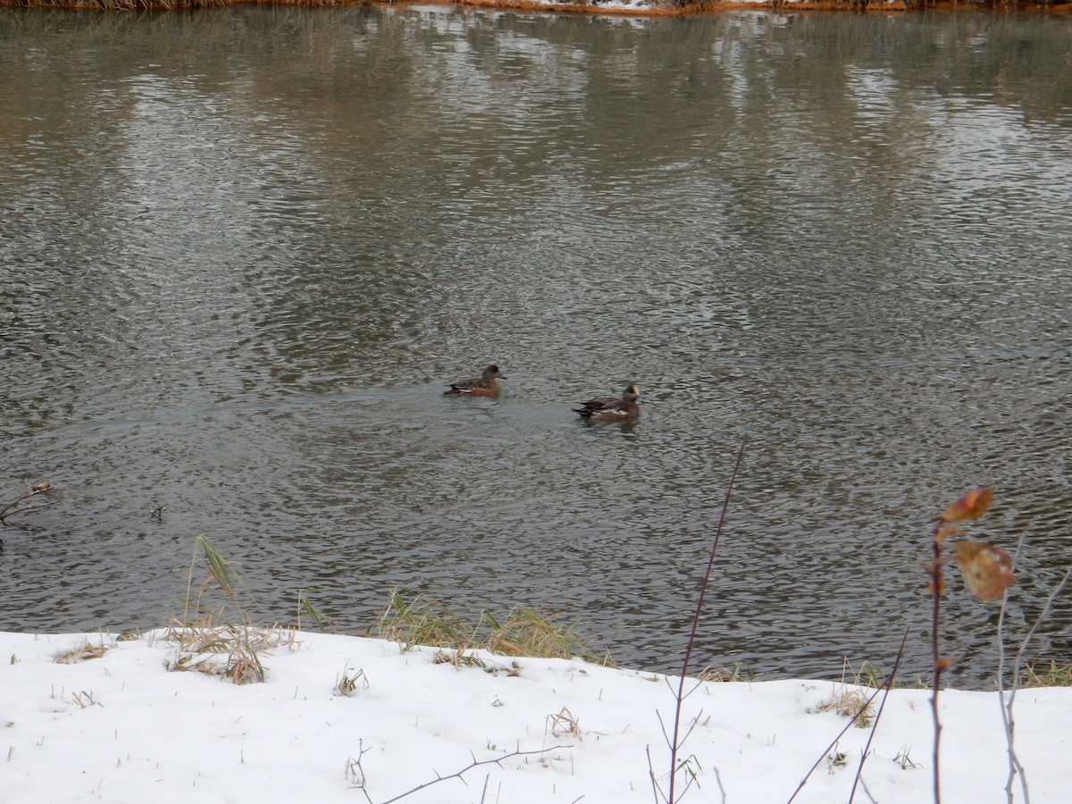 American Wigeon - ML502224681