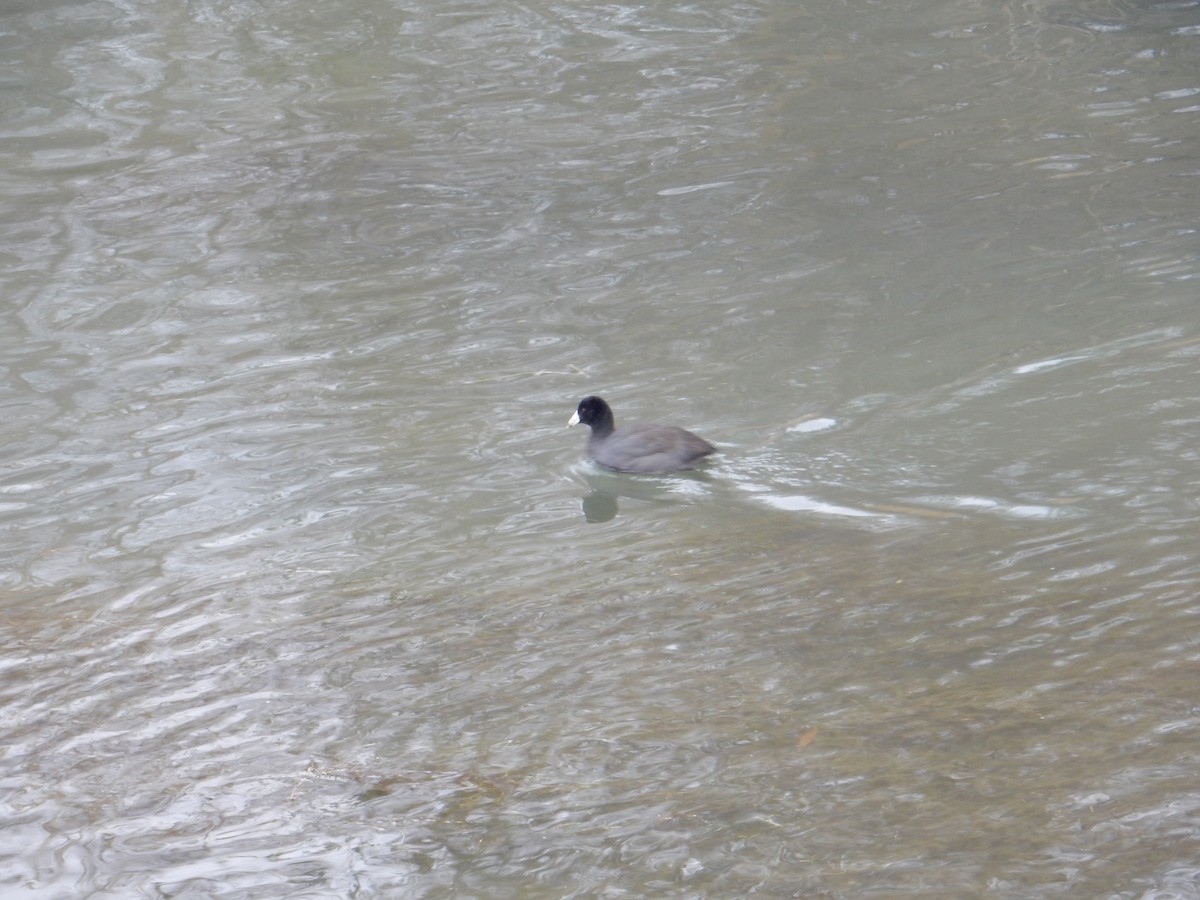 American Coot - ML502225041