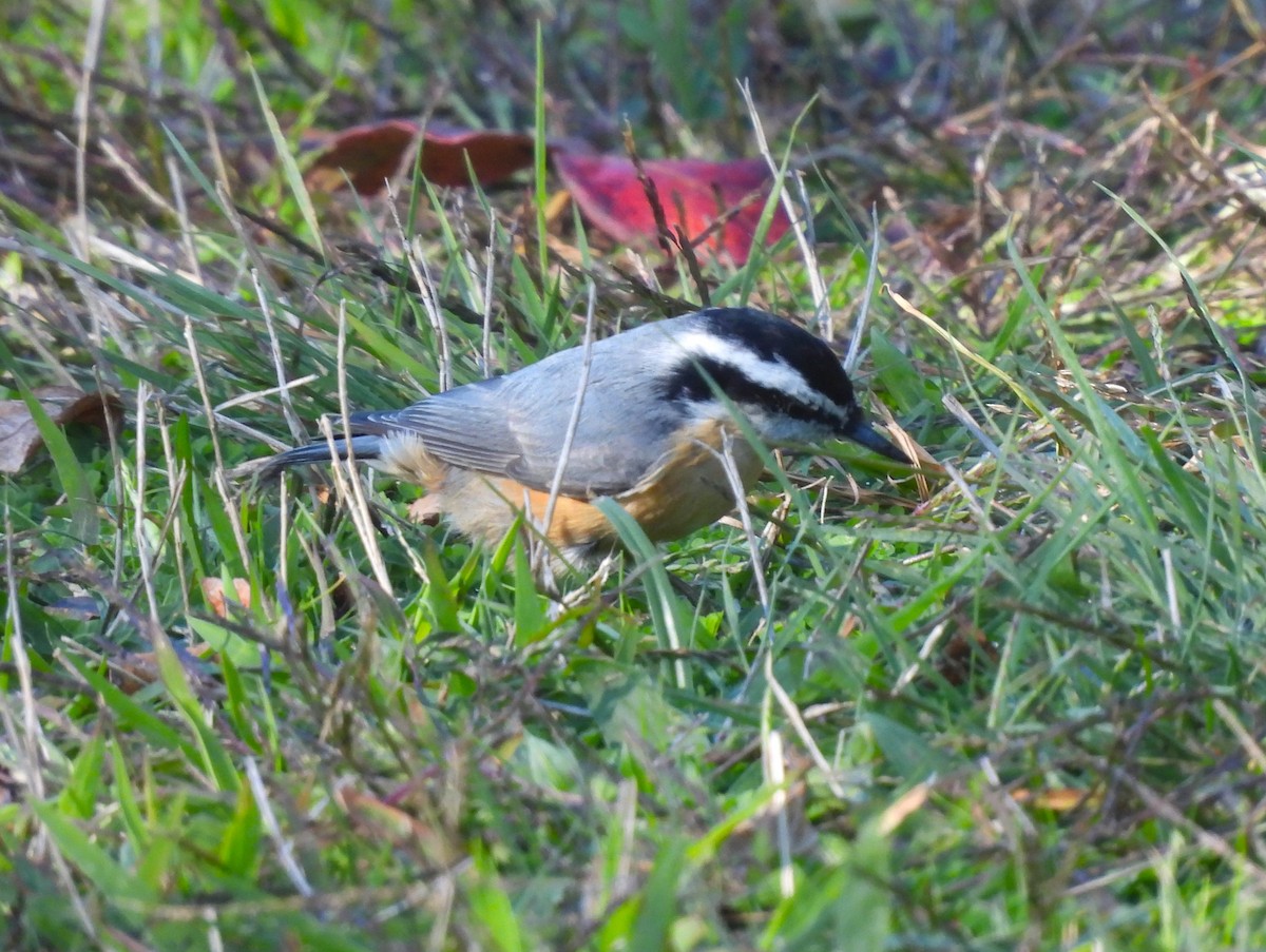 Red-breasted Nuthatch - ML502225511