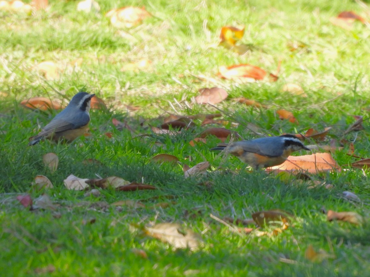 Red-breasted Nuthatch - ML502225521