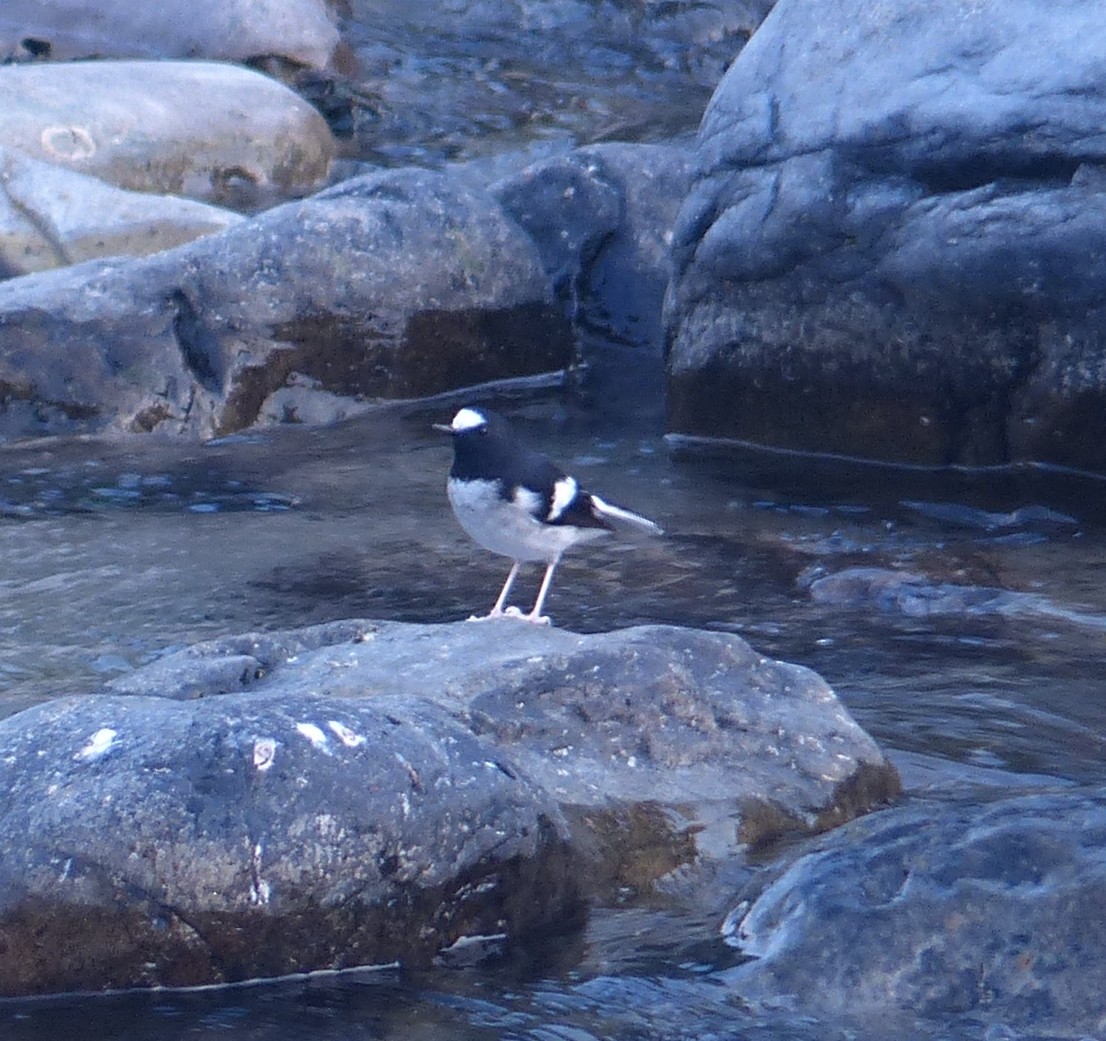 Little Forktail - Alain Sylvain