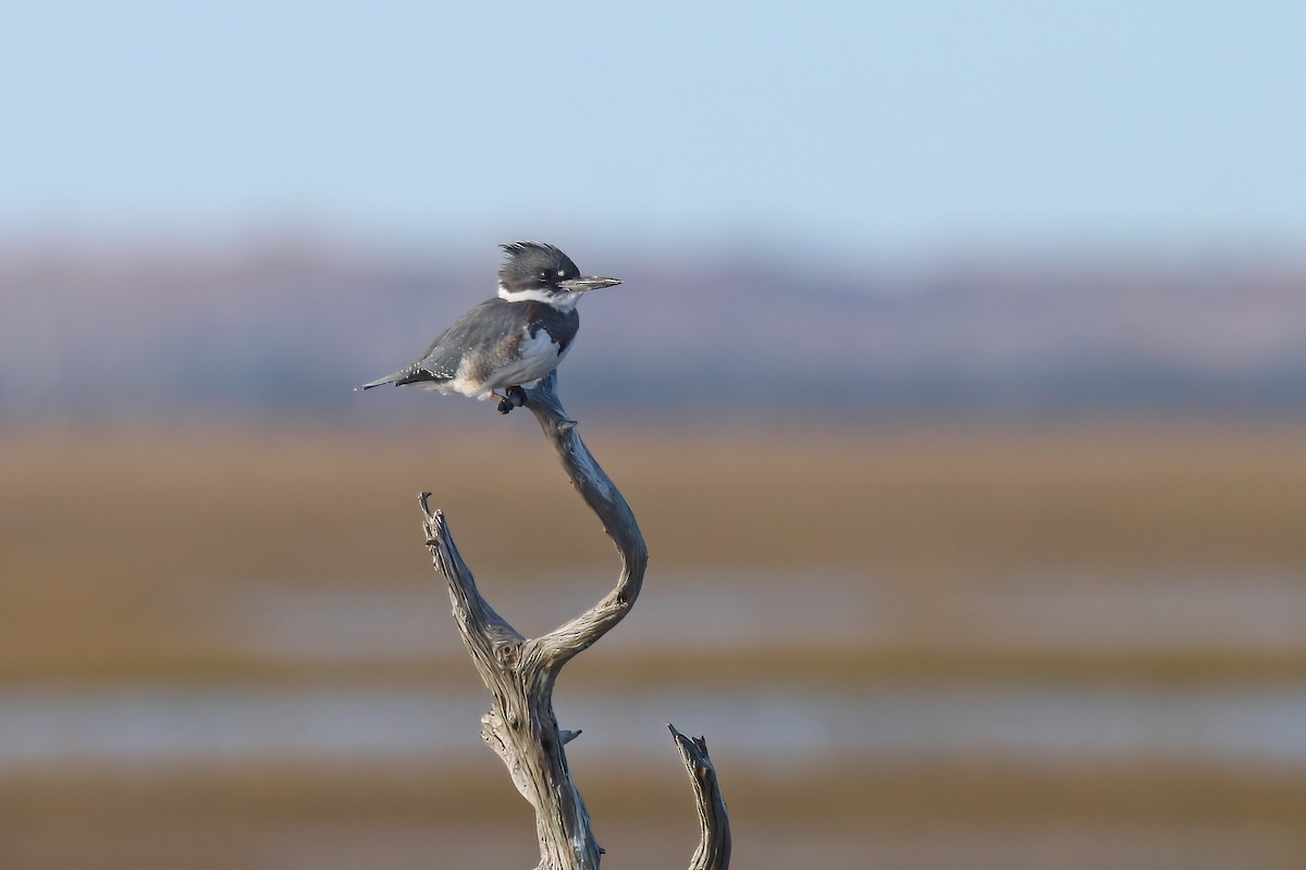 Belted Kingfisher - Devin Griffiths