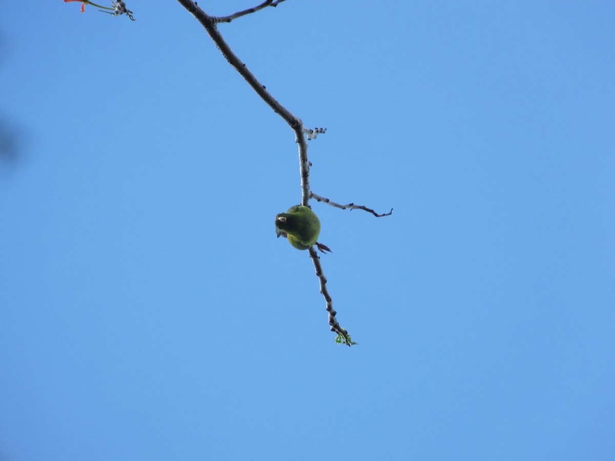 Sulawesi Hanging-Parrot - ML502227491