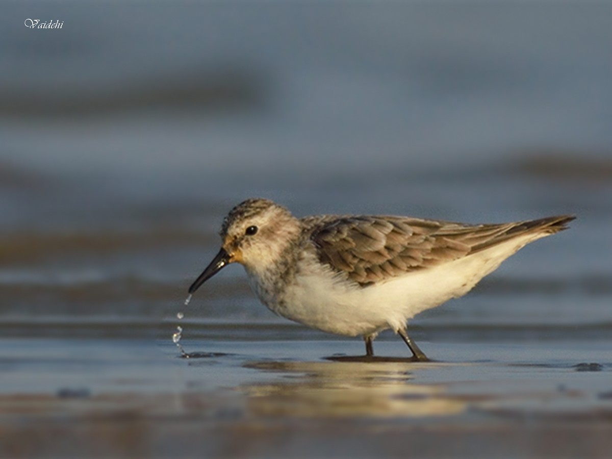 Little Stint - ML50222751