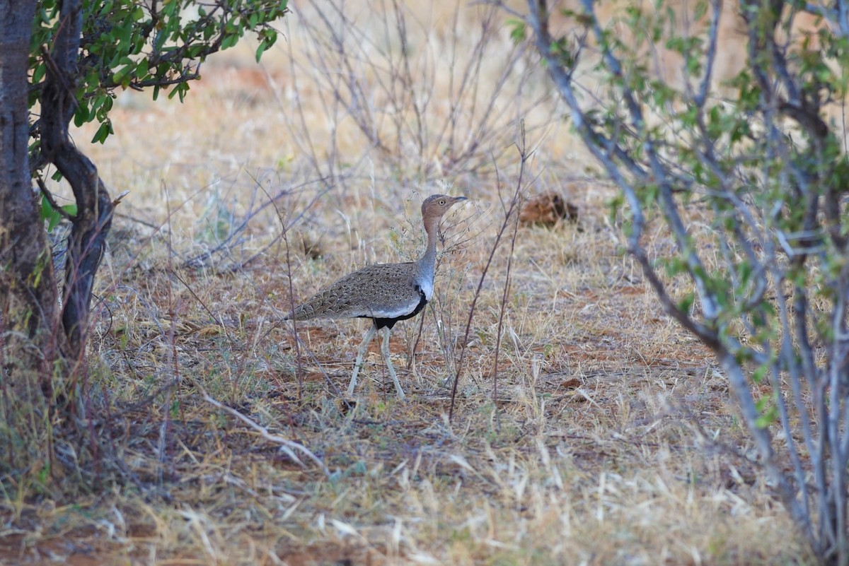 Buff-crested Bustard - Sze On Ng (Aaron)