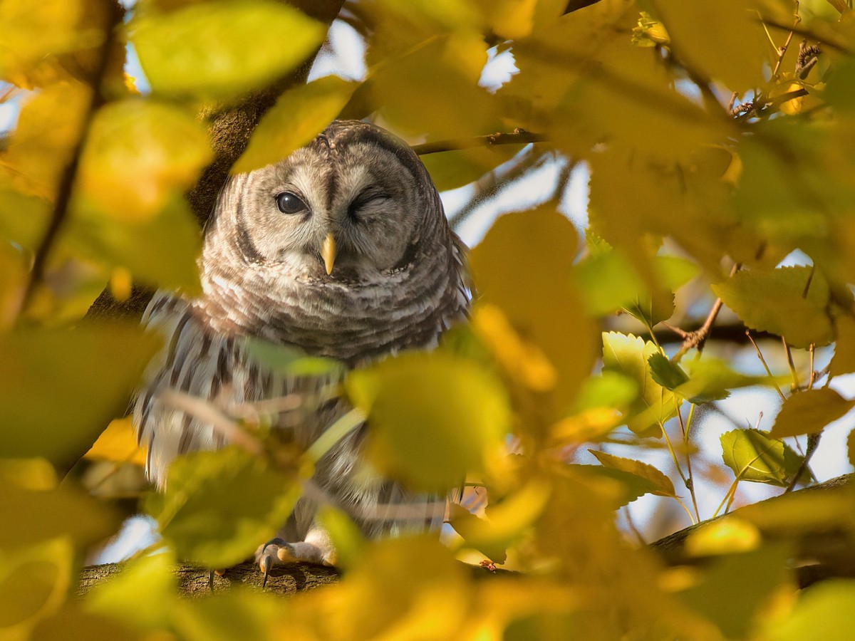 Barred Owl - Max Kelly