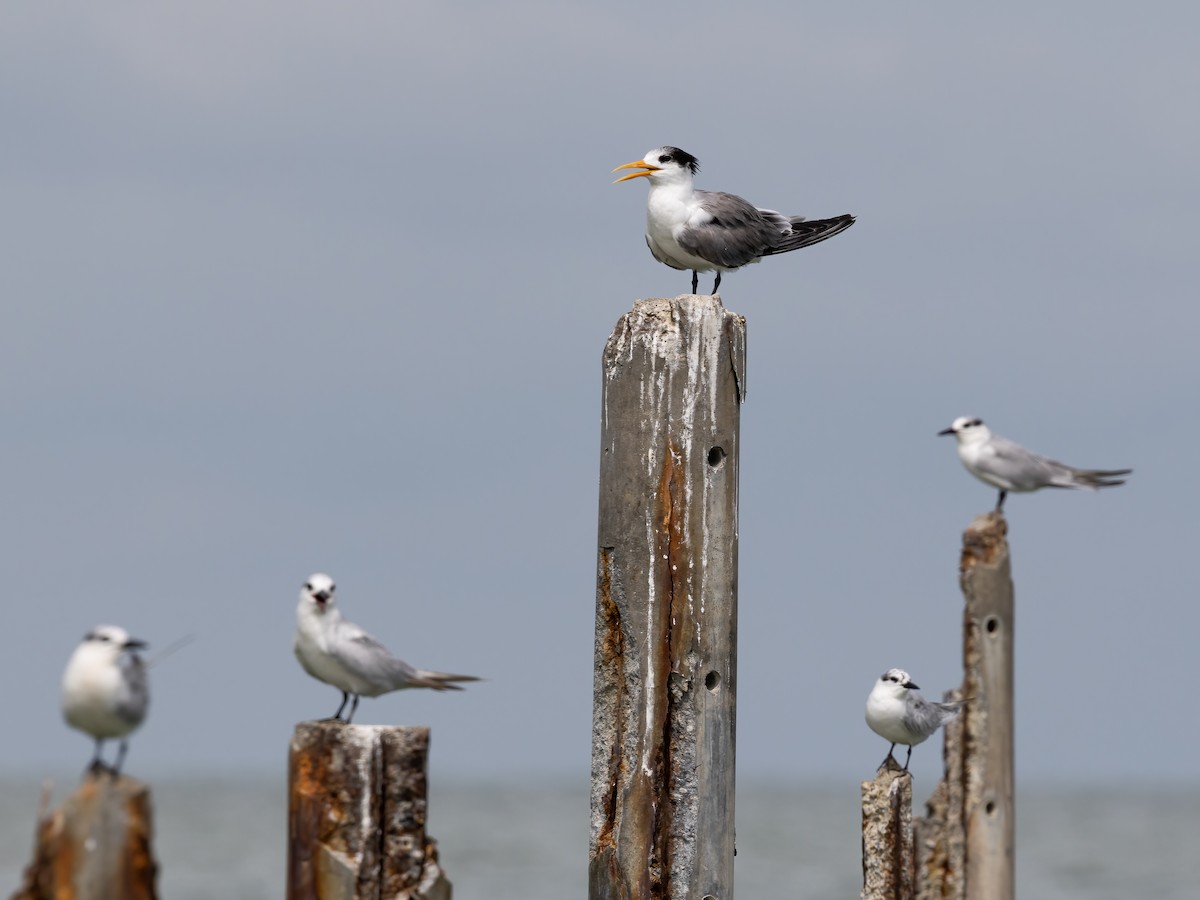 Lesser Crested Tern - ML502229641