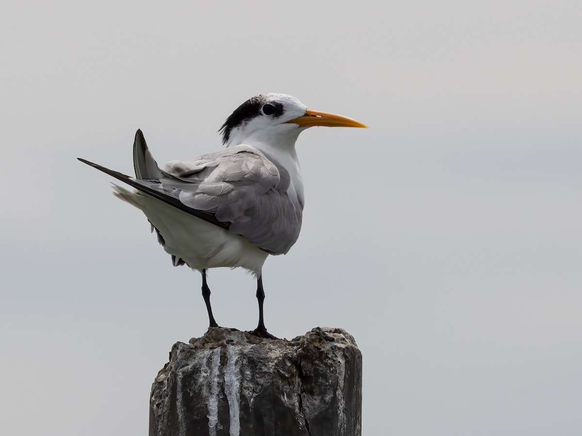 Lesser Crested Tern - ML502229791