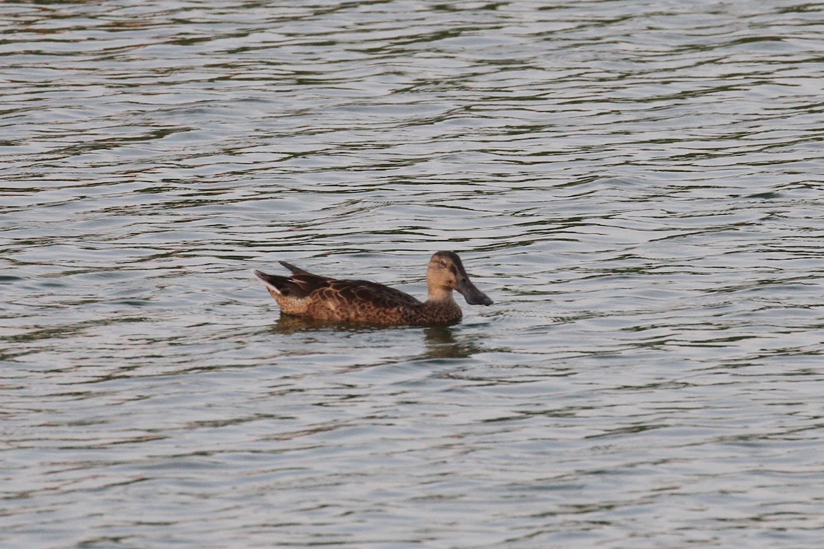 Northern Shoveler - Oscar Campbell