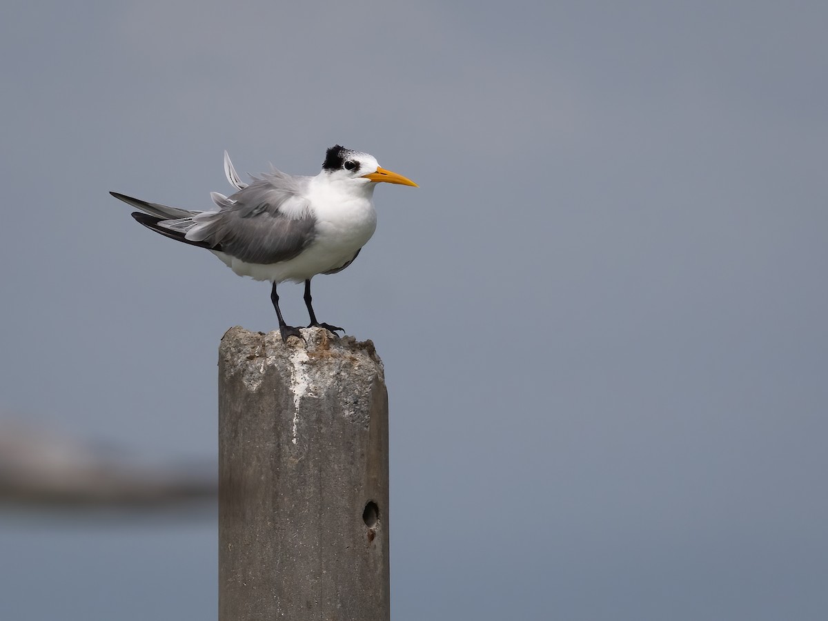 Lesser Crested Tern - ML502230101