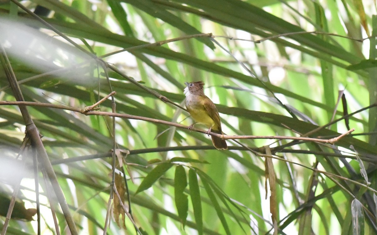 Brown-cheeked Bulbul - ML502231761