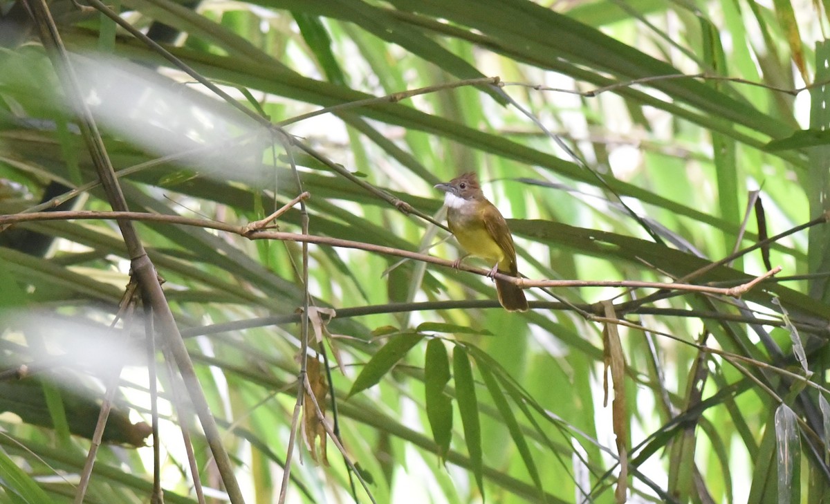 Brown-cheeked Bulbul - ML502231771