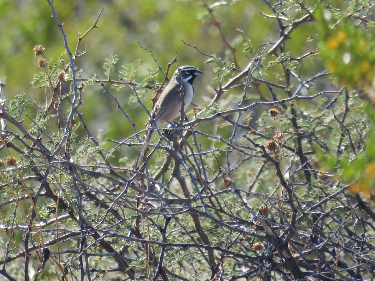 Black-throated Sparrow - ML502231941