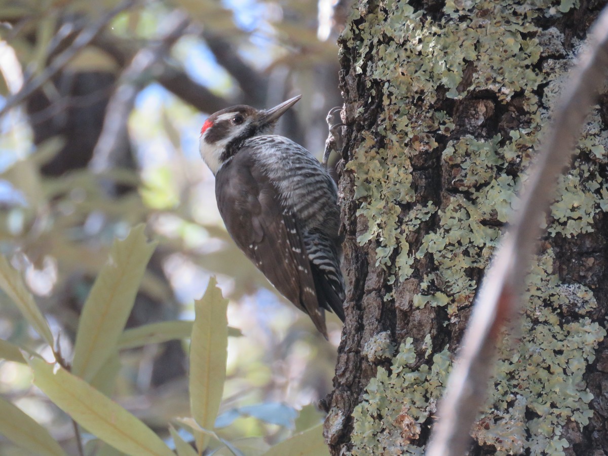 Arizona Woodpecker - ML502232351