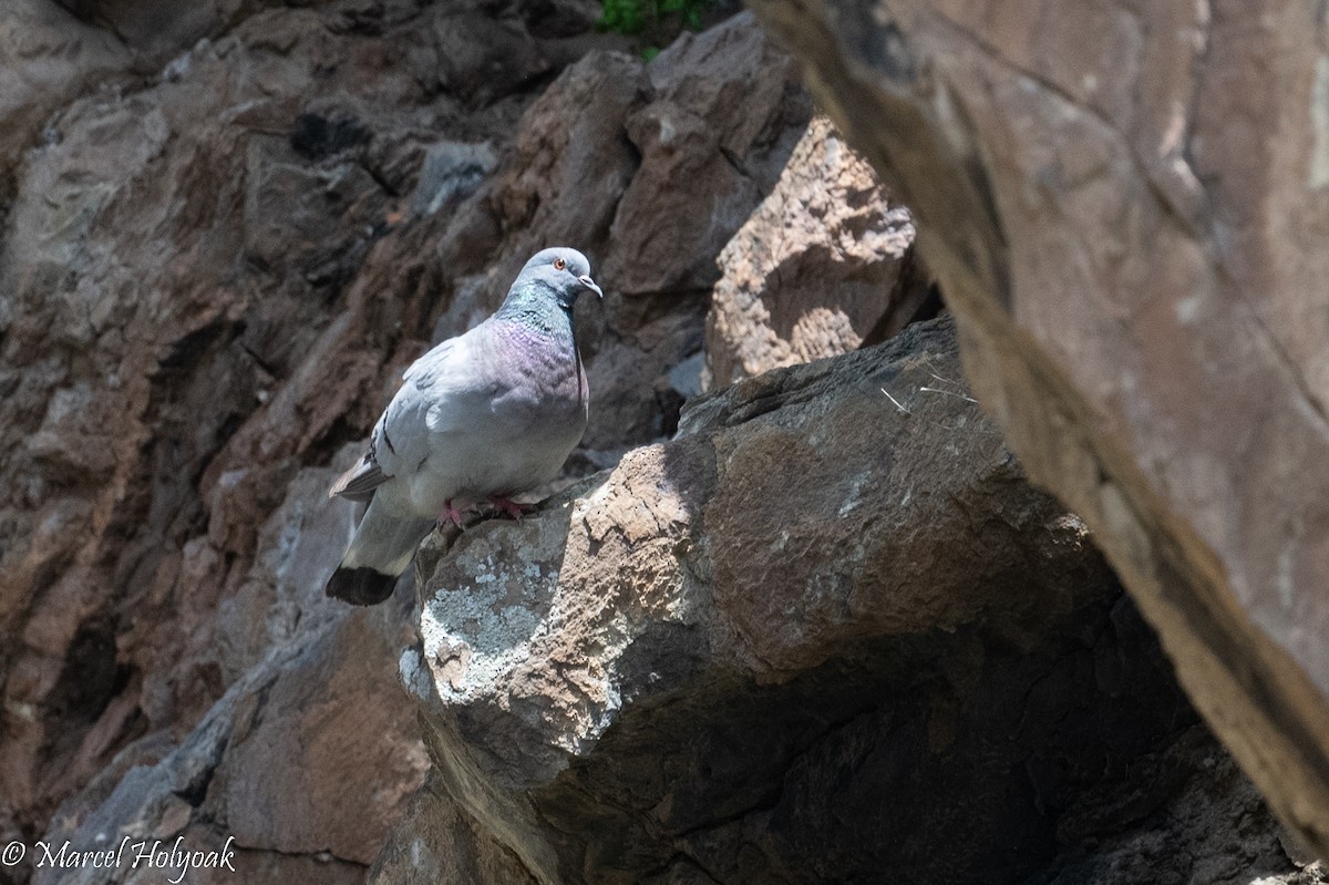 Pigeon des rochers - ML502232961