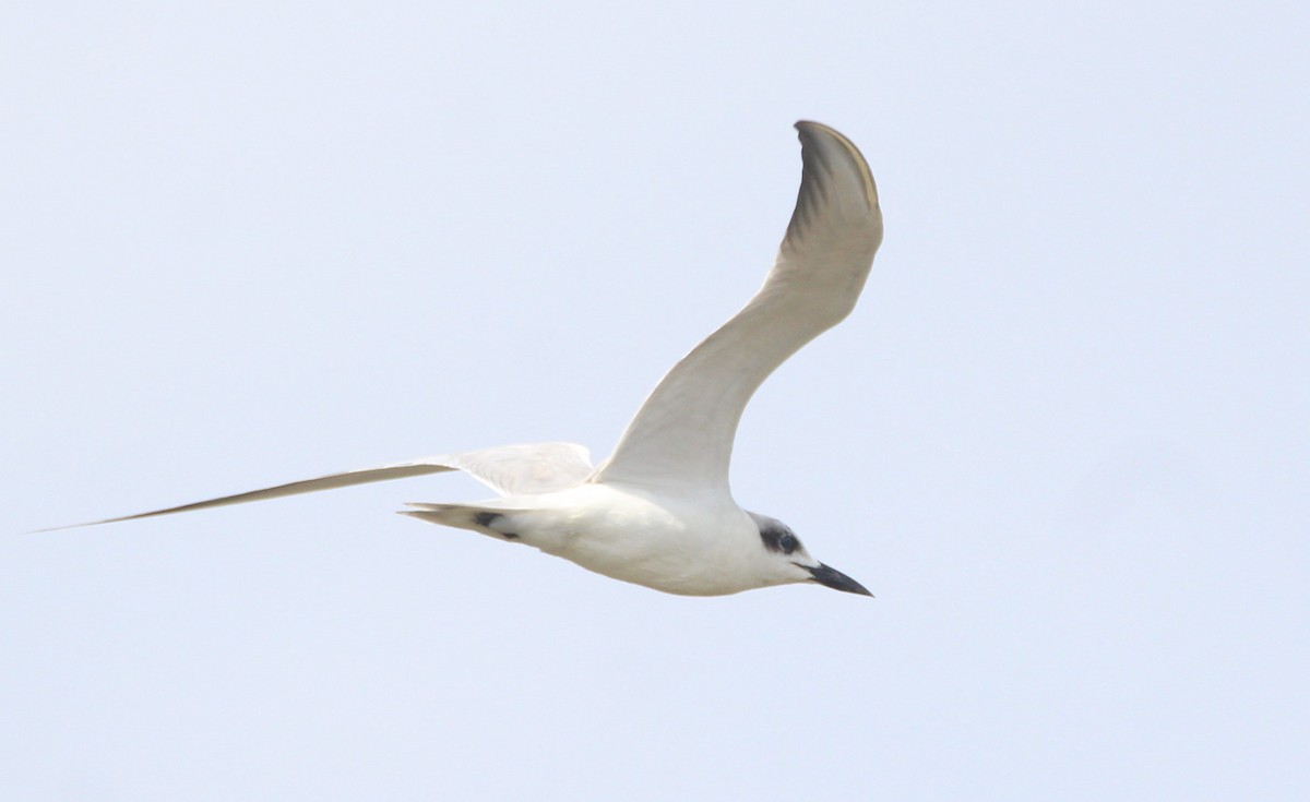 Gull-billed Tern - Nalini Aravind