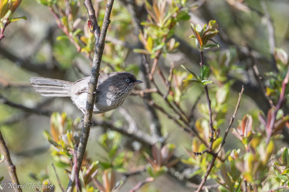 Chinese Fulvetta - Marcel Holyoak