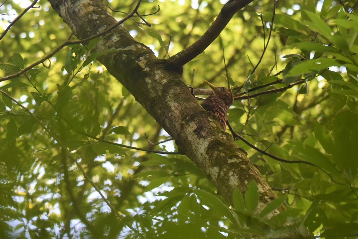 Bay Woodpecker - Sze On Ng (Aaron)