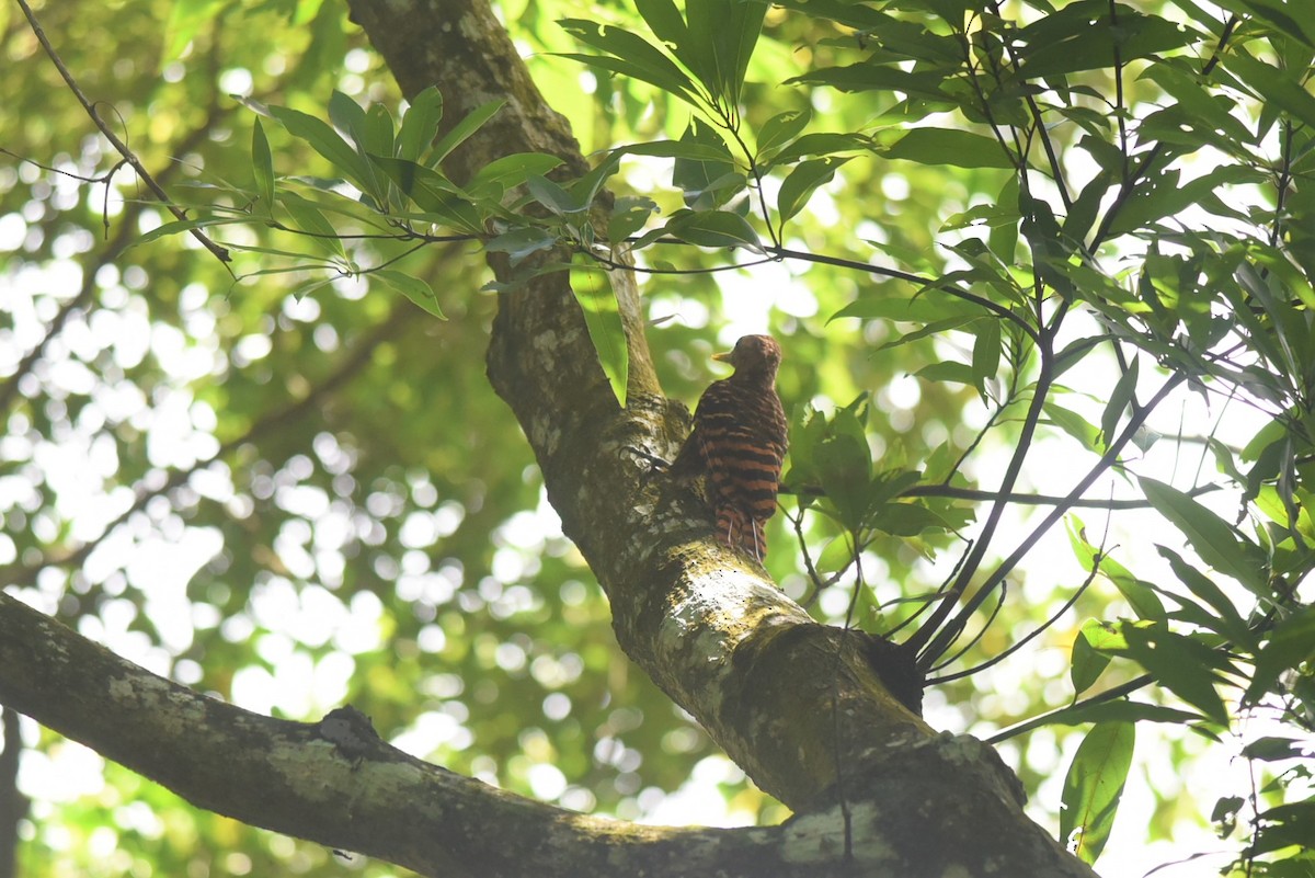 Bay Woodpecker - Sze On Ng (Aaron)