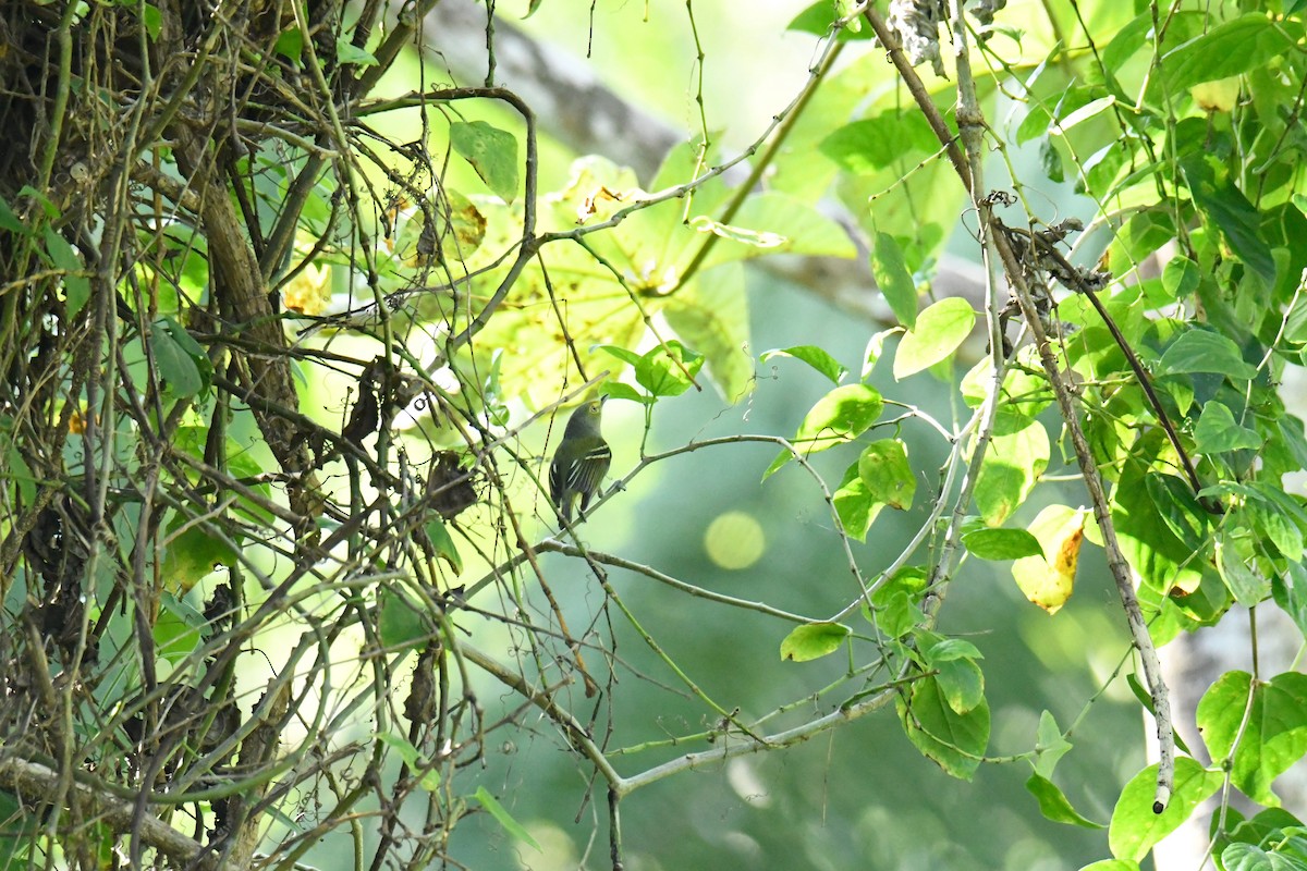 White-eyed Vireo - ML502235871