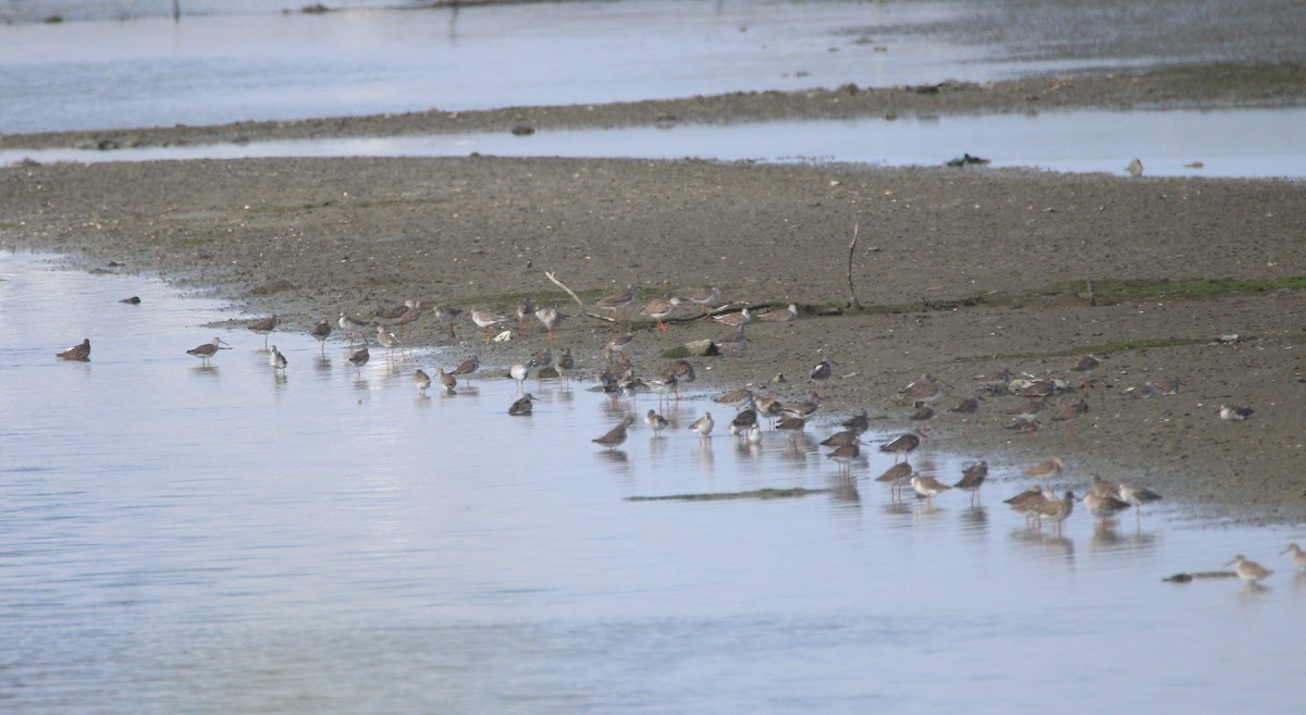 Common Redshank - Nalini Aravind