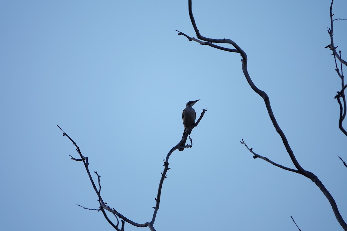 White-lined Honeyeater - ML502236471