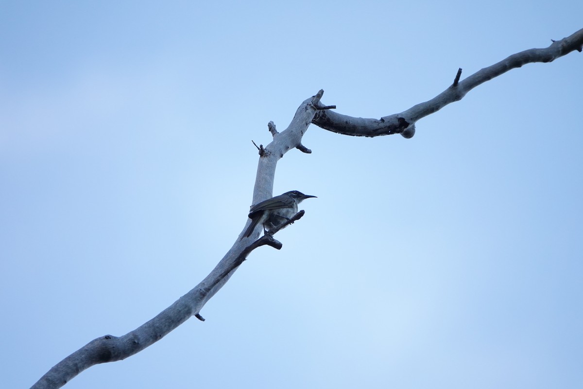 White-lined Honeyeater - ML502236481