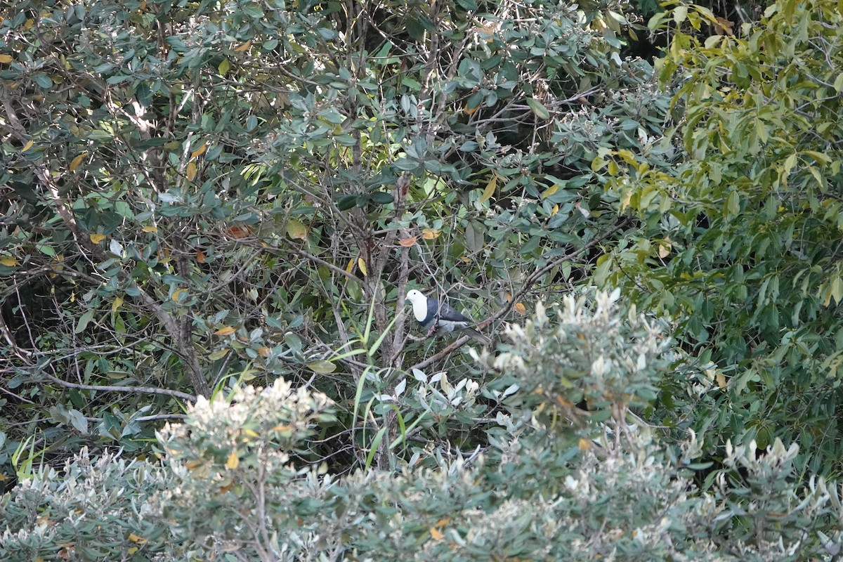 Black-banded Fruit-Dove - ML502236641