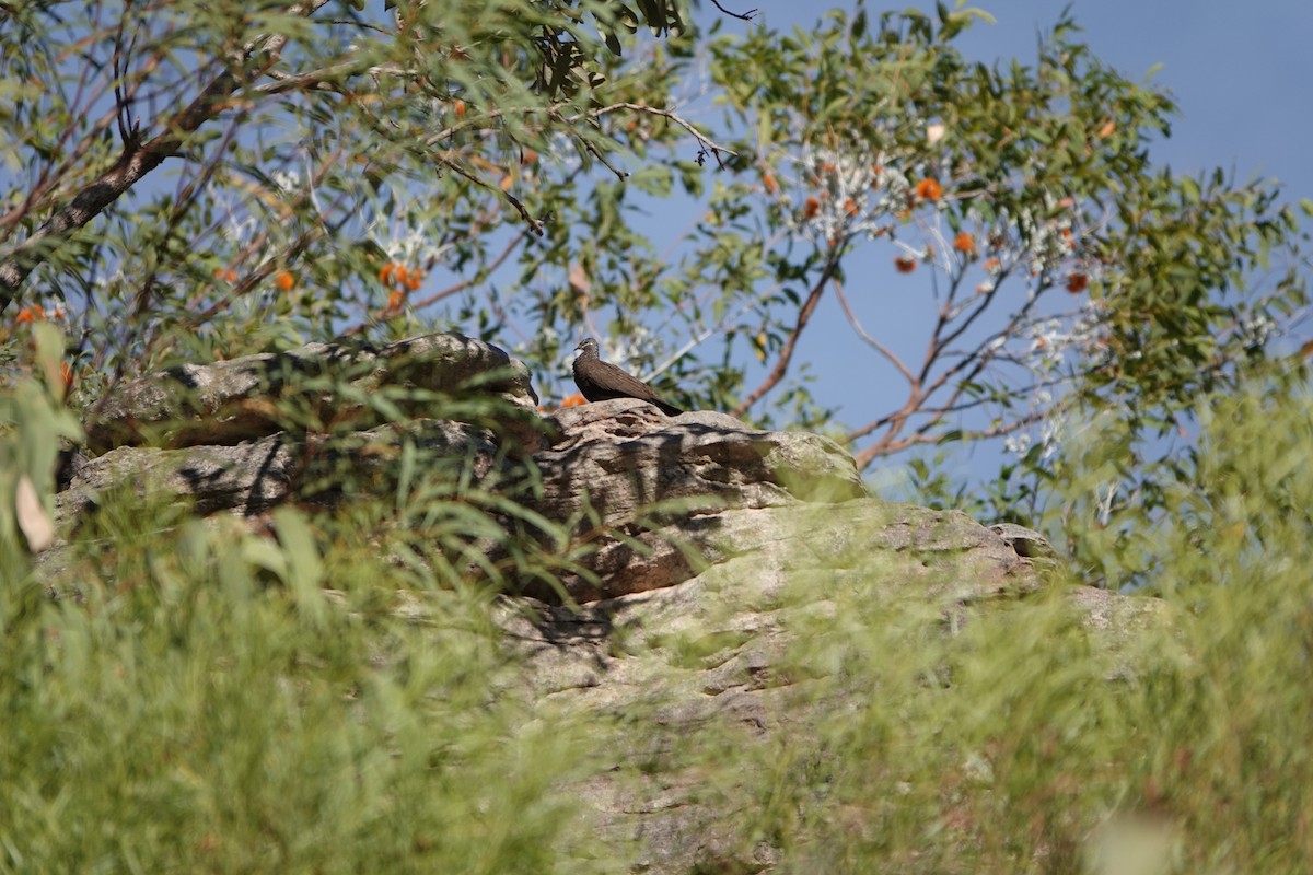 Chestnut-quilled Rock-Pigeon - ML502236691