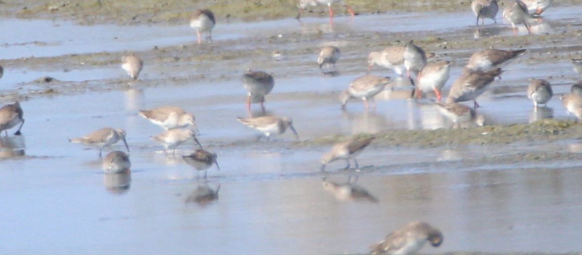 Curlew Sandpiper - ML50223671