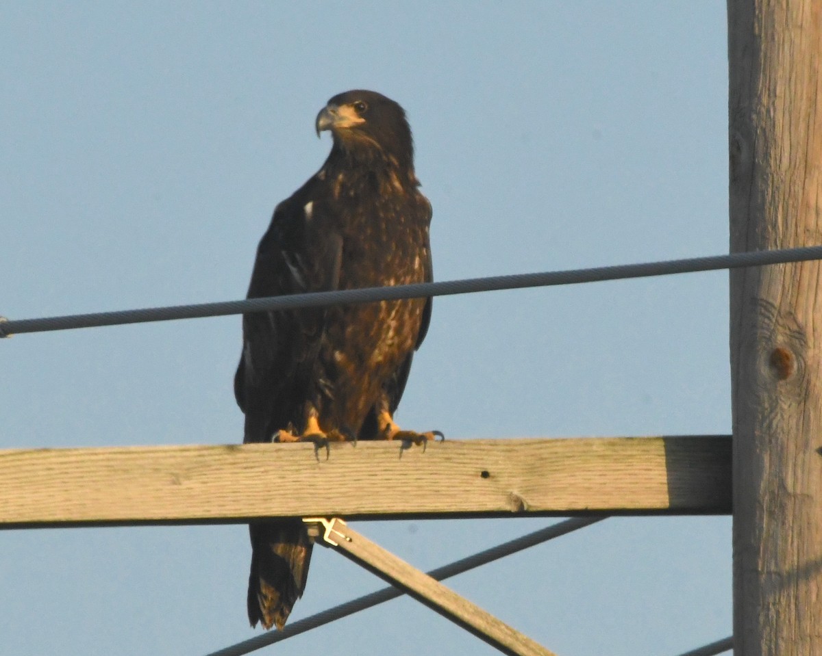 Bald Eagle - Ted Wolff